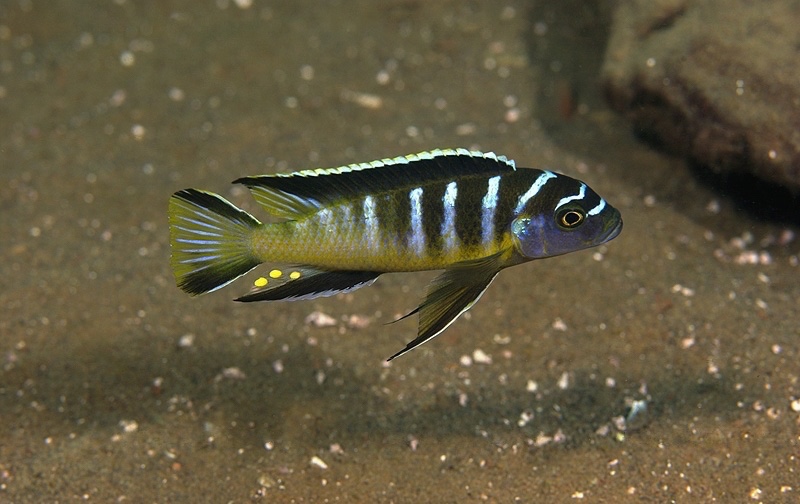 Cynotilapia sp. 'elongatus chitimba' Chitimba Bay Deep